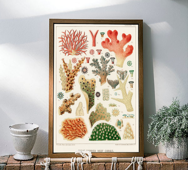 Vintage Illustration Wall Art - Great Barrier Reef Coral, Plate VII